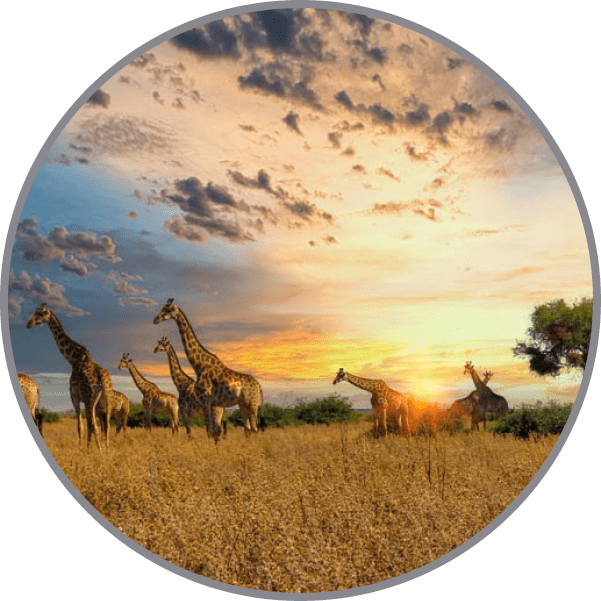 herd of giraffes walking in the plains of northern Botswana