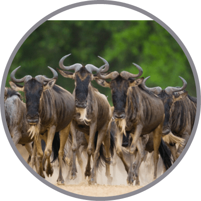 Wildebeests running through the savannah. Great Migration. Kenya. Tanzania. Masai Mara National Park. An excellent illustration.