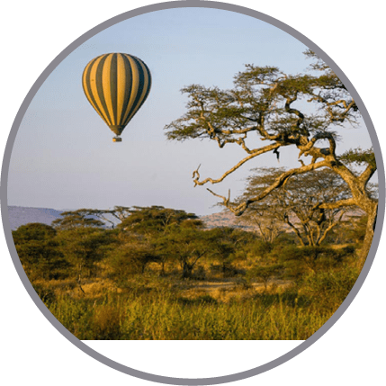 Hot air balloon floating over an acacia tree in Serengeti National Park.