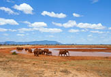 Elephant in water. National park of Kenya, Africa