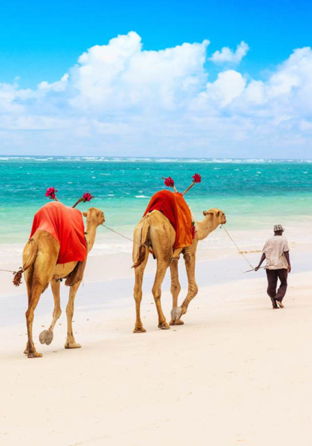 Camels at African sandy Diani beach, Indian ocean in Kenya, African landscape