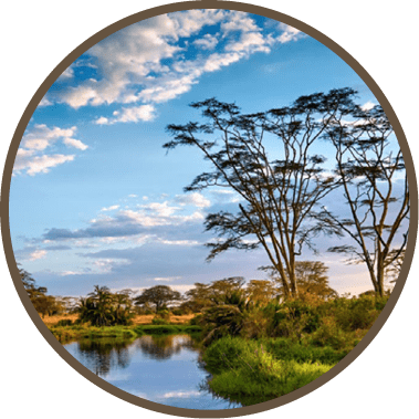 Fabulous wild landscape in the Serengeti national park, in Tanzania, with acacias and a river.