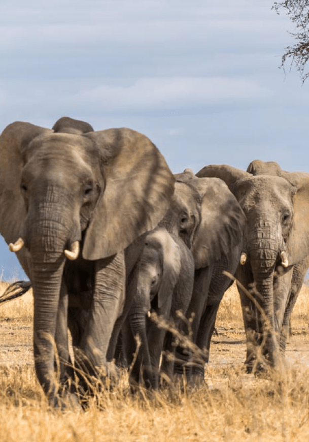 Herd of Elephants in Africa walking through the grass in Tarangire National Park, Tanzania