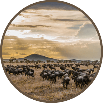 Wildbeast migration at Serengeti Tanzania