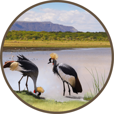 Pair of crowned cranes on the background of a small lake in the Ngorongoro crater basin