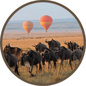Classic Kenya safari landscape with wildebeest herd foreground and hot air balloon backdrop – Masai Mara, Kenya