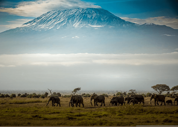 Elephants of Amboseli crossing in from of Kilamnjaro