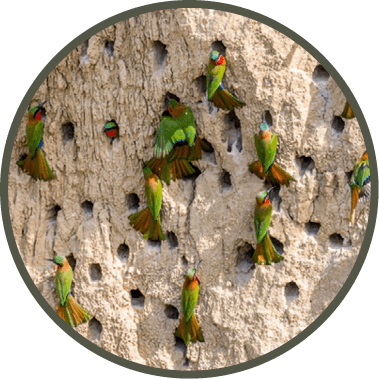 Big colony of the Bee-eaters in their burrows on a clay wall. Africa. Uganda. An excellent illustration.