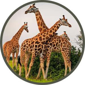 tower of Rothschild Giraffe (Giraffa camelopardis rothschildi) in Murchison Falls NP, Uganda
