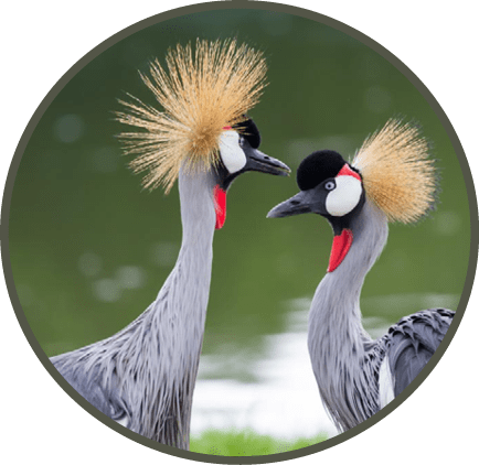 Beautiful crowned crane feeding in the wild.