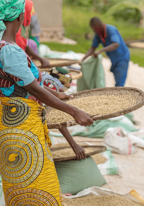 African American female workers sorting through coffee cherries in region of Rwanda