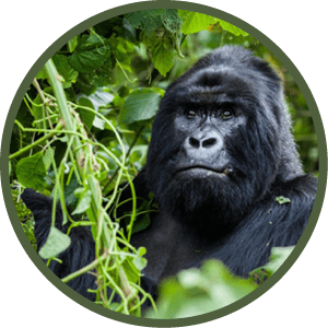 An amazing portrait of an endangered silverback mountain gorilla in wilderness