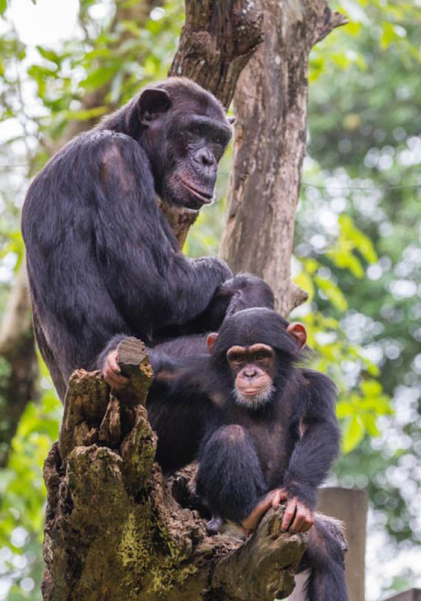 chimpanzees group on tree