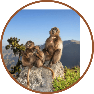 Close up of a female Gelada monkey with babies sitting on a rock in Simien mountains, Ethiopia.