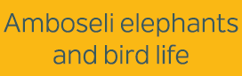 Amboseli elephants and bird life