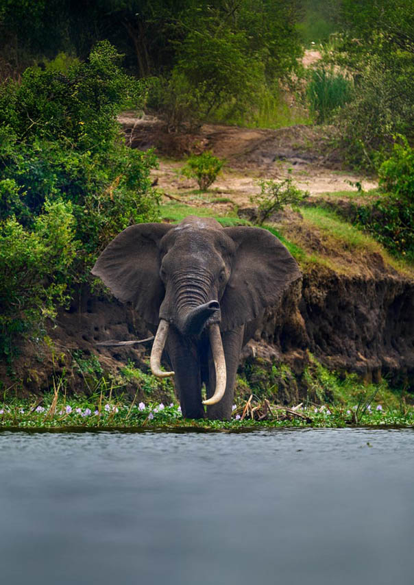 Elephant water walk in the nature habitat. Uganda wildlife, Africa. Elephant in rain. Elephant in Murchison Falls NP, Uganda. Big Mammal in the green grass, forest vegetation in the background.