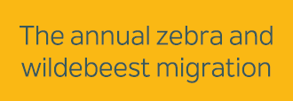 The annual zebra and wildebeest migration