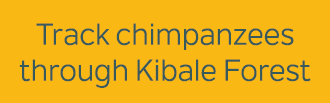 Track chimpanzees through Kibale Forest
