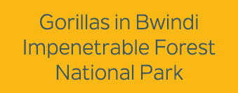 Gorillas in Bwindi Impenetrable Forest National Park