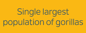 Single largest population of gorillas