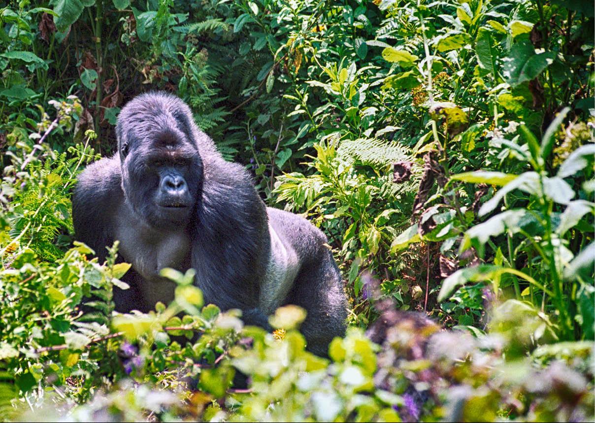 Mountain gorilla, Volcano National Park, Rwanda