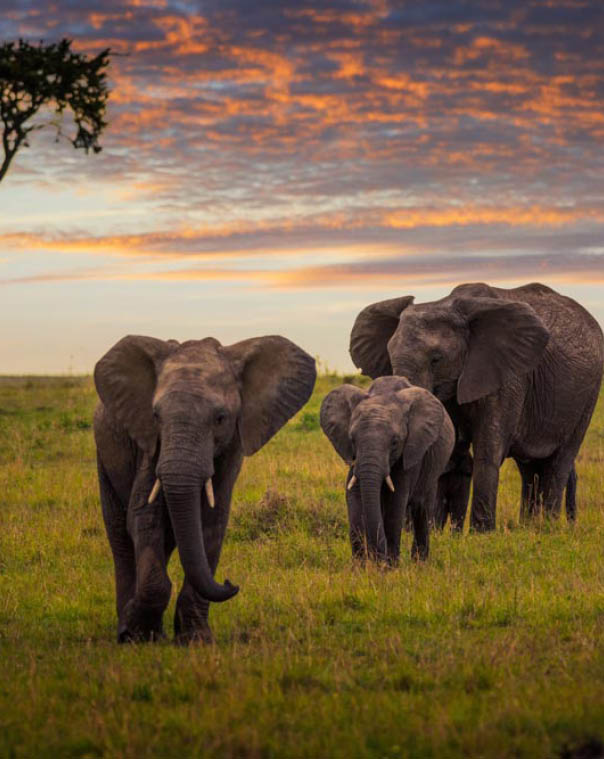 Elephant family with an elephant baby walk at sunset in Maasai Mara National Reserve, Kenya