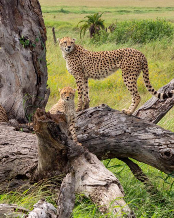 A closeup shot of Acinonyx jubatus raineyii animals laying on raw trees branches in Tanzania Safari