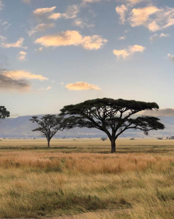 Umbrella Tree in Serengeti National Park, Tanzania, East Africa.