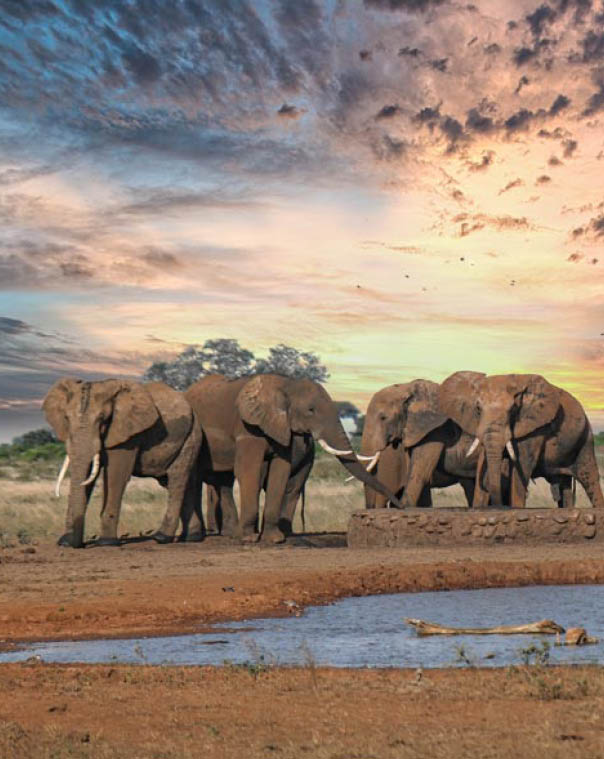 Elefants in Kenia Tanzania Safari