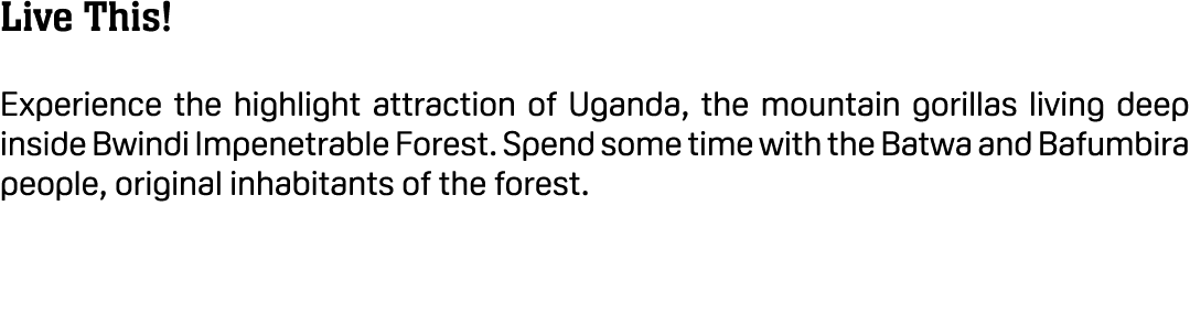 Live This! Experience the highlight attraction of Uganda, the mountain gorillas living deep inside Bwindi Impenetrabl...