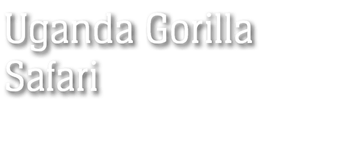 Uganda Gorilla Safari