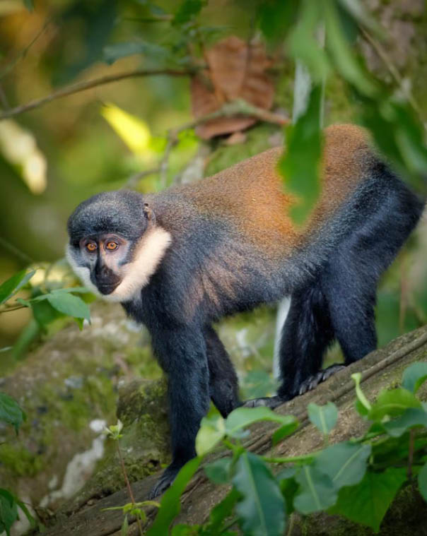 L'Hoest's monkey, Allochrocebus lhoesti, two mountain monkeys in dense, mountainous Bwindi Impenetrable Forest. Wildlife photography in Uganda.