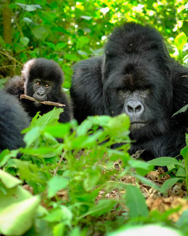 Family of mountain gorillas with a baby gorilla and a silverback posing for picture in Rwanda.