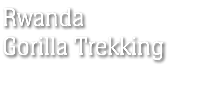 Rwanda Gorilla Trekking
