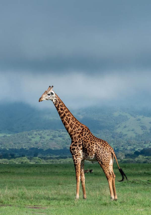 Massai Giraffe in Akagera National Park Rwanda. We often view these stunning animals on Muhana plains in the Northern region of the park.