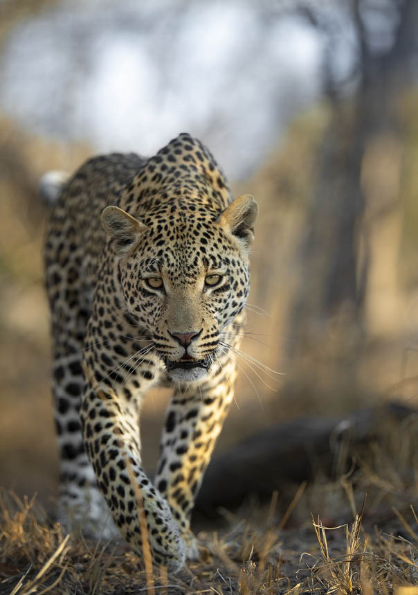 A beautiful Leopard in its natural habitat