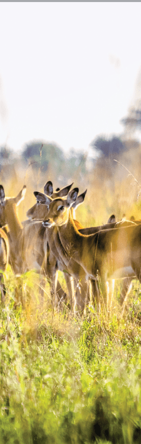 A herd of zebras in a field. Description generated by AI
