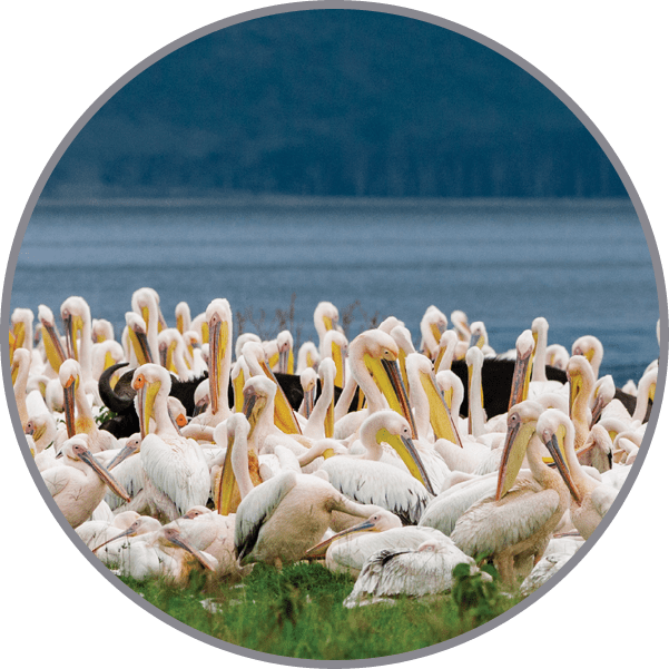 A large group of white and black birds are standing on a grassy field. Description generated by AI