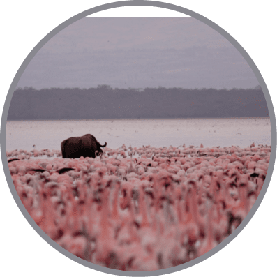 A herd of pink flamingos and a lone elephant on a beach. Description generated by AI