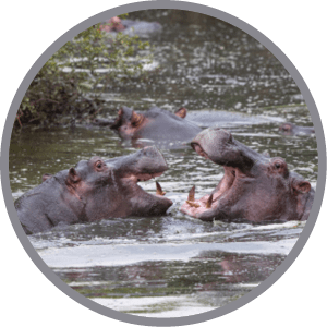 A group of hippos are in the water. Description generated by AI