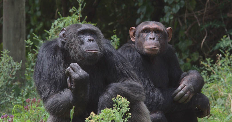 a couple of wild chimpanzees resting on the ground together in the chimpanzee sanctuary of Ol Pejeta Conservancy