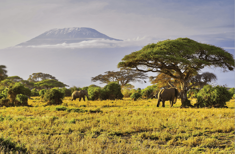 A Classic African image - Elephants on the move at dawn under the vast shadow of the imposing Mount Kilimanjaro, Africa's highest peak at the Amboseli National Park, Kenya