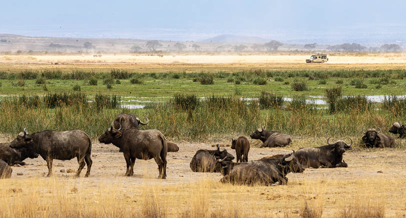 African buffalo herd resting in the grass and mud with a safari vehicle in the distance in Amboseli National Park Kenya