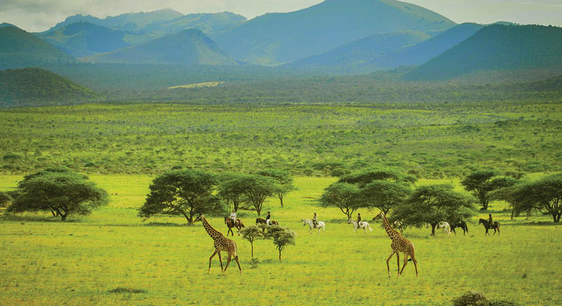 A group of giraffes and zebras grazing in a field. Description generated by AI