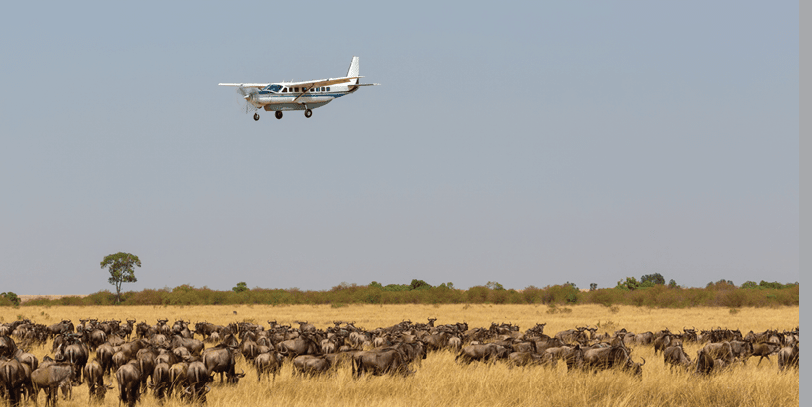 A small airplane flying over a herd of wildebeest. Description generated by AI