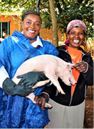 A group of people are gathered around a pig, with one person holding it down while another person holds its head. The people are wearing jeans and are standing on dirt. AI generated content