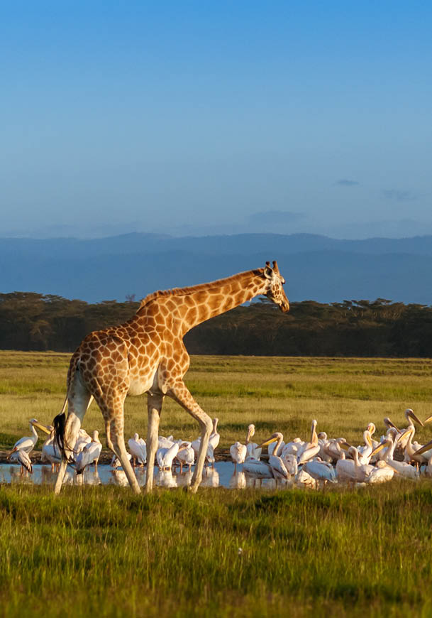 Rothschild's Giraffe (Giraffa camelopardalis) and pelicans in Lake Nakuru National Park, Kenya
