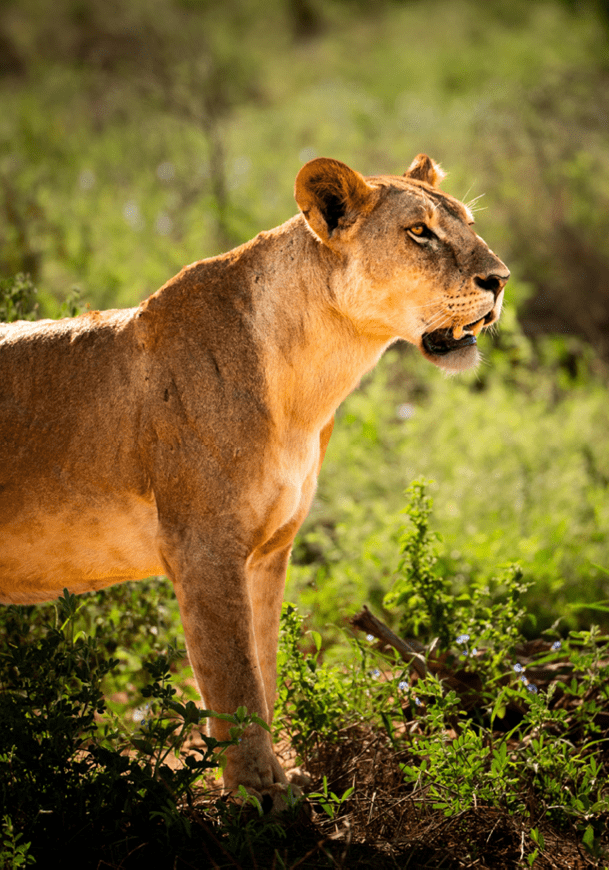 lion in National park, Kenya Tsavo East