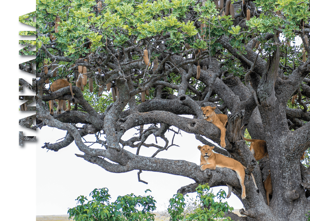 A lion is climbing a tree. Description generated by AI