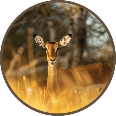 A deer with brown and white fur is standing in tall grass. Description generated by AI